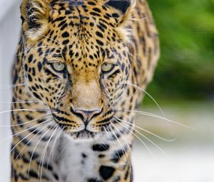 Preview wallpaper leopard, predator, big cat, muzzle, glance