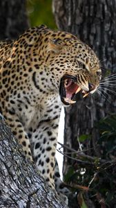 Preview wallpaper leopard, predator, big cat, grin, wildlife