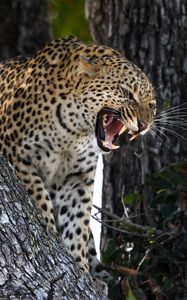 Preview wallpaper leopard, predator, big cat, grin, wildlife