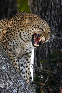 Preview wallpaper leopard, predator, big cat, grin, wildlife