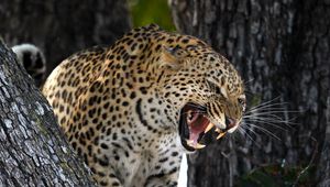 Preview wallpaper leopard, predator, big cat, grin, wildlife