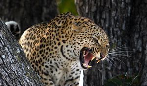 Preview wallpaper leopard, predator, big cat, grin, wildlife