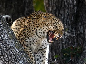 Preview wallpaper leopard, predator, big cat, grin, wildlife