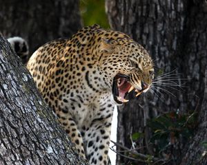Preview wallpaper leopard, predator, big cat, grin, wildlife