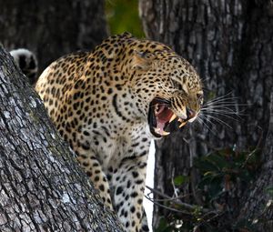 Preview wallpaper leopard, predator, big cat, grin, wildlife