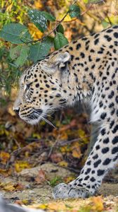 Preview wallpaper leopard, predator, big cat, leaves