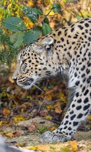 Preview wallpaper leopard, predator, big cat, leaves