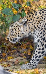 Preview wallpaper leopard, predator, big cat, leaves
