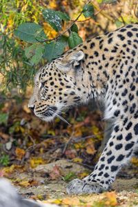 Preview wallpaper leopard, predator, big cat, leaves