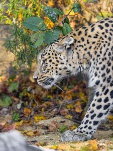 Preview wallpaper leopard, predator, big cat, leaves