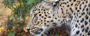 Preview wallpaper leopard, predator, big cat, leaves