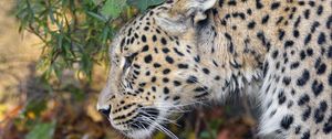 Preview wallpaper leopard, predator, big cat, leaves