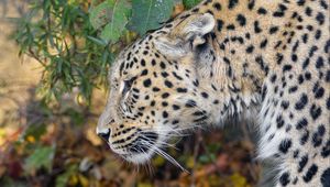 Preview wallpaper leopard, predator, big cat, leaves