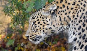 Preview wallpaper leopard, predator, big cat, leaves