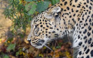 Preview wallpaper leopard, predator, big cat, leaves
