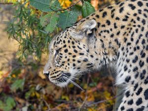 Preview wallpaper leopard, predator, big cat, leaves