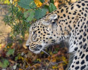Preview wallpaper leopard, predator, big cat, leaves