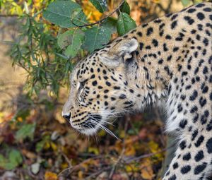 Preview wallpaper leopard, predator, big cat, leaves