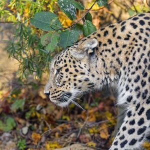 Preview wallpaper leopard, predator, big cat, leaves