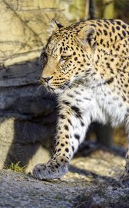 Preview wallpaper leopard, predator, big cat, stone