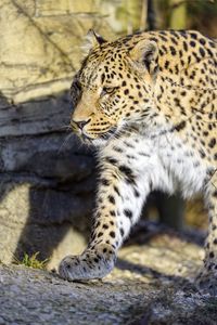 Preview wallpaper leopard, predator, big cat, stone