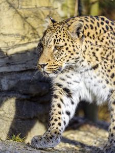 Preview wallpaper leopard, predator, big cat, stone
