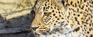 Preview wallpaper leopard, predator, big cat, stone