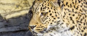 Preview wallpaper leopard, predator, big cat, stone