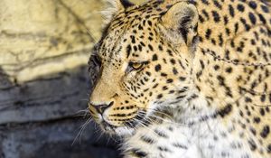 Preview wallpaper leopard, predator, big cat, stone