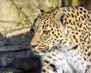 Preview wallpaper leopard, predator, big cat, stone