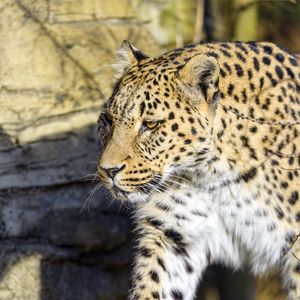 Preview wallpaper leopard, predator, big cat, stone