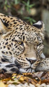 Preview wallpaper leopard, predator, big cat, animal, leaves