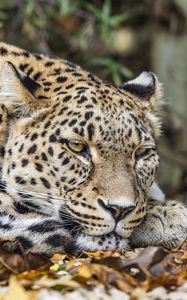 Preview wallpaper leopard, predator, big cat, animal, leaves