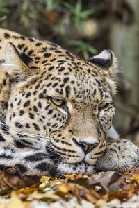 Preview wallpaper leopard, predator, big cat, animal, leaves