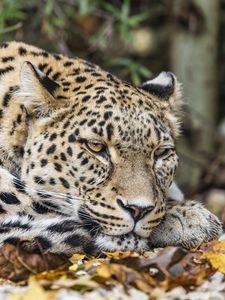 Preview wallpaper leopard, predator, big cat, animal, leaves