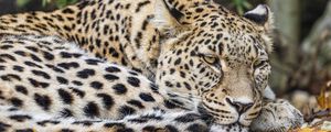Preview wallpaper leopard, predator, big cat, animal, leaves