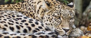 Preview wallpaper leopard, predator, big cat, animal, leaves