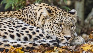 Preview wallpaper leopard, predator, big cat, animal, leaves