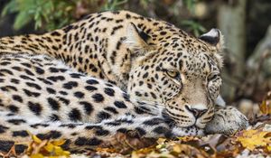 Preview wallpaper leopard, predator, big cat, animal, leaves