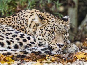 Preview wallpaper leopard, predator, big cat, animal, leaves