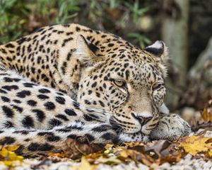 Preview wallpaper leopard, predator, big cat, animal, leaves