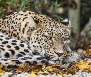 Preview wallpaper leopard, predator, big cat, animal, leaves