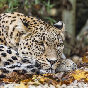 Preview wallpaper leopard, predator, big cat, animal, leaves