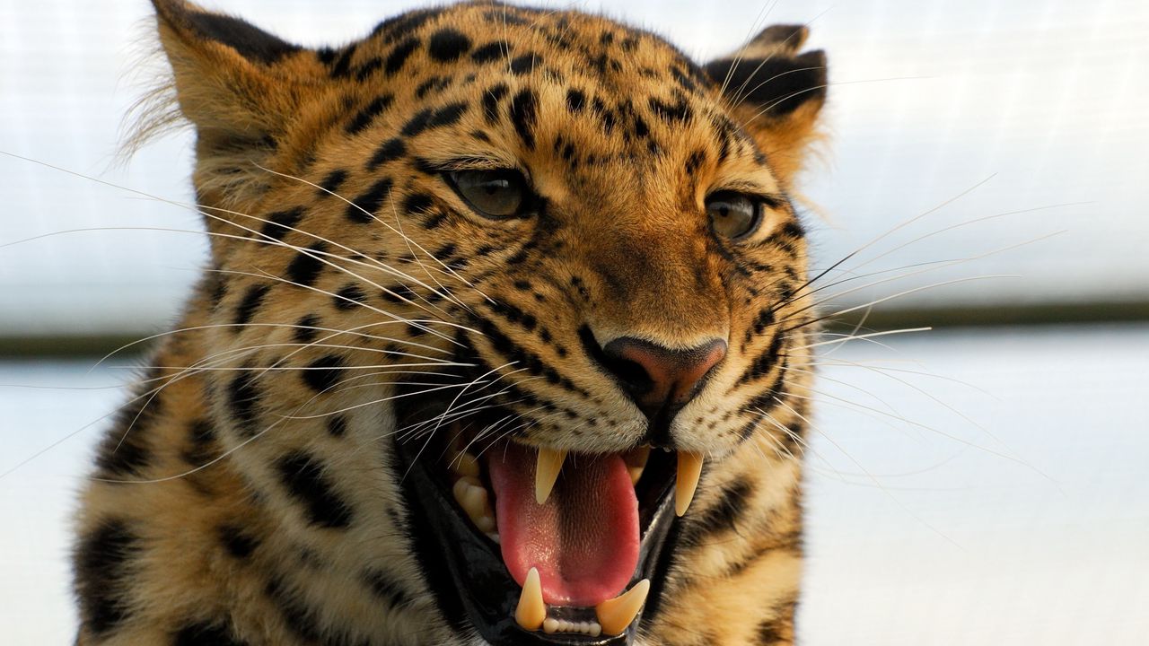 Wallpaper leopard, predator, big cat, grin, aggression