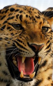 Preview wallpaper leopard, predator, big cat, grin, aggression