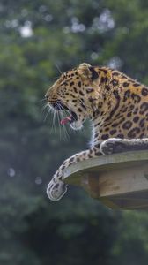 Preview wallpaper leopard, predator, big cat, lying, spotted