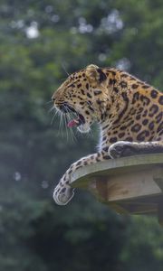 Preview wallpaper leopard, predator, big cat, lying, spotted