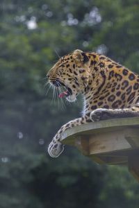 Preview wallpaper leopard, predator, big cat, lying, spotted