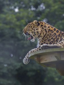 Preview wallpaper leopard, predator, big cat, lying, spotted