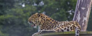 Preview wallpaper leopard, predator, big cat, lying, spotted